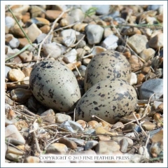 birdalbum_eggs
