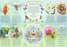 Insect_info