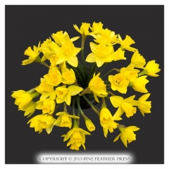 daffodils-w800h800